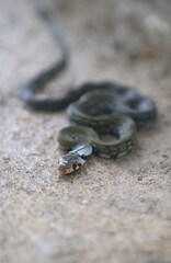 Young black copper rat snake with focus on head, Sukau, Sabah, Borneo, Malaysia
