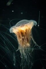 Vibrant jellyfish floats in a deep blue ocean, illuminated by a faint light from the surface