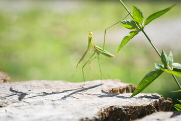 Green mantis insect standing like posing, Borneo, Malaysia