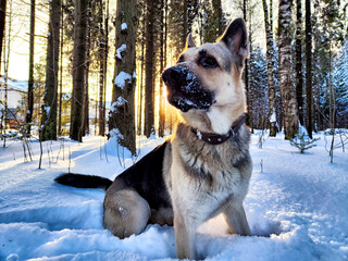 Dog German Shepherd in a winter day, white snow and tree around. Waiting eastern European dog veo...