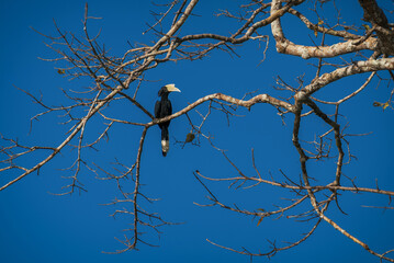 Asian Black Hornbill in leafless tree branch on deep blue sky in Sukau, Borneo, Malaysia