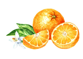 Fresh Orange fruits with flower and green leaves. Hand drawn watercolor illustration isolated on white background