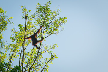 Wild Orang Utan in tree in the early morning looking at sunrise at Sukau, Sabah, Borneo, Malaysia