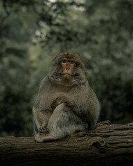 Closeup of a brown monkey in a field on a gloomy day with a blurry background
