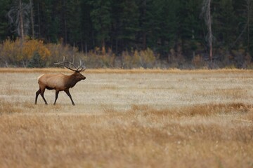 Large elk walking through a pasture valley on the background of the green forest