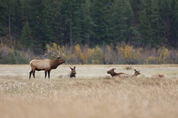 Majestic male elk is walking through a lush grassy valley surrounded by a vibrant green forest