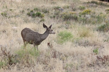 Majestic doe stands in a deserted valley on the side of a rolling hill