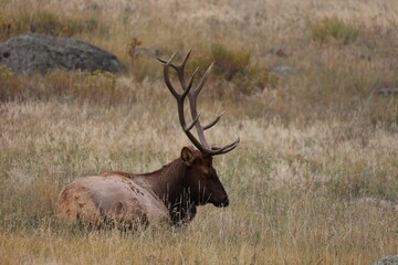 Majestic male elk is laying in a lush grassy valley