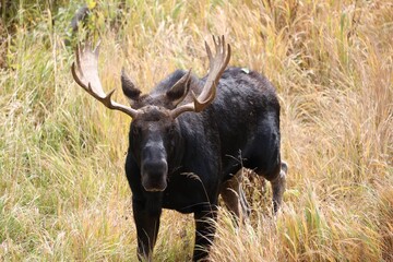 Majestic moose stands in a dry grassy field