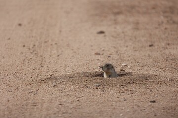 Colorado gopher hiding in the hole in the middle of a dirt road