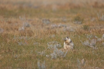 Curious ground squirrel stands amongst tall grass