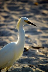 Snowy egret perched on a sandy beach