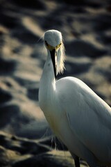 Snowy egret perched on a sandy beach