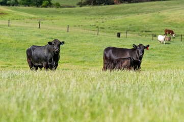 beautiful cattle in Australia  eating grass, grazing on pasture. Herd of cows free range beef being regenerative raised on an agricultural farm. Sustainable farming of food crops.