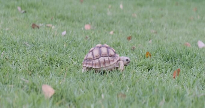 Closeup video of a cute baby turtle walking in the green park