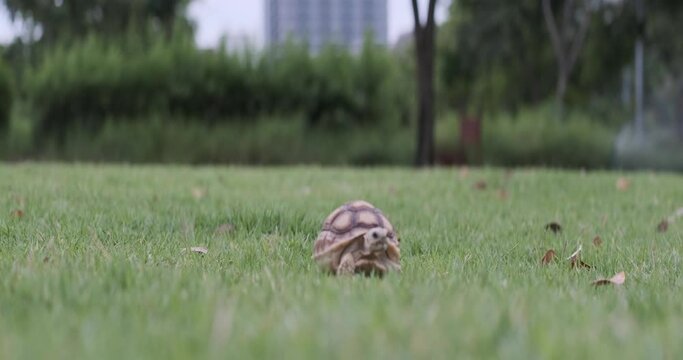 Closeup video of a cute baby turtle walking in the green park