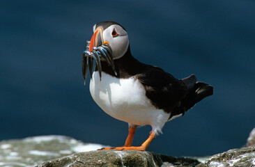 Macareux moine, poissons,.Fratercula arctica, Atlantic Puffin, Lançon, Hyperoplus lanceolatus
