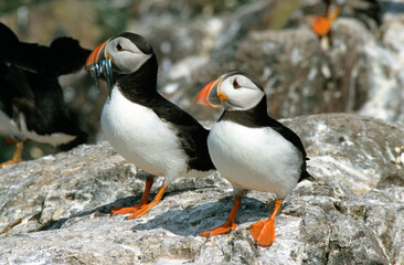 Fototapeta premium Macareux moine, poissons,.Fratercula arctica, Atlantic Puffin, Lançon, Hyperoplus lanceolatus