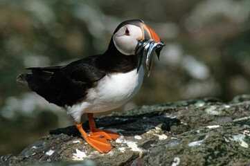 Macareux moine, poissons,.Fratercula arctica, Atlantic Puffin, Lançon, Hyperoplus lanceolatus