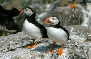Macareux moine, poissons,.Fratercula arctica, Atlantic Puffin, Lançon, Hyperoplus lanceolatus