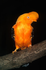 Coq de roche orange,.Rupicola rupicola, Guianan Cock of the rock, Pérou