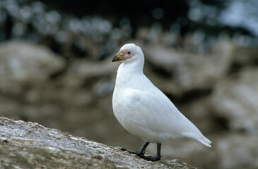 Petit Chionis,.Chionis minor, Black faced Sheathbill, Iles Falkland, Malouines