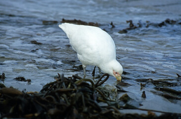 Petit Chionis,.Chionis minor, Black faced Sheathbill, Iles Falkland, Malouines
