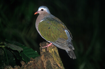 Colombine turvert,.Chalcophaps indica, Common Emerald Dovedica