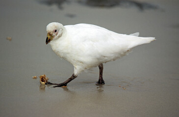 Petit Chionis,.Chionis minor, Black faced Sheathbill, Iles Falkland, Malouines