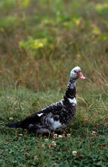 Canard de Barbarie