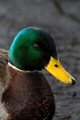 Closeup shot of a mallard duck.