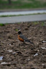 Robin perched on the ground, searching for sustenance in its surroundings