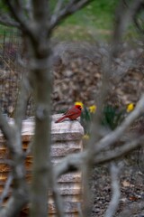 Vibrant red cardinal perched atop a wall in a garden setting