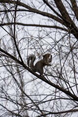 Gray squirrel perched atop a tree reaching the branch