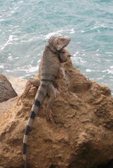 an iguana sits on a rock by the ocean