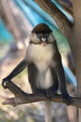 Red-tailed monkey on a wooden branch of a tree