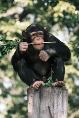 Chimpanzee perched on a tree log, snacking on foliage