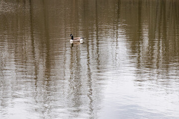 Duck on a lake in northern Germany