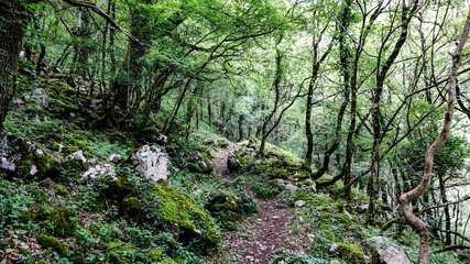 Dirt road in a forest in northern Spain