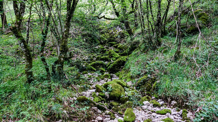 Fototapeta premium Forested mountain in northern Spain