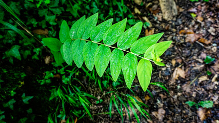 Plant in a forest in northern Spain