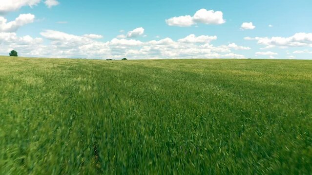 Aerial view with a drone flying over a green wheat field and the blue sky on a sunny and windy day.