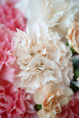 Pink and white carnation closeup