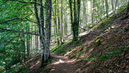 Forest in spring in northern Spain