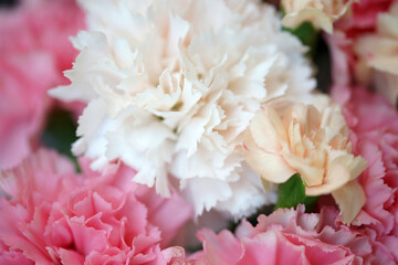 Pink and white carnation closeup