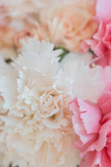 Pink and white carnation closeup