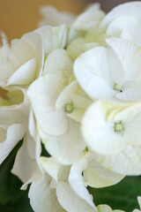 White hydrangea, flower close-up