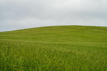 Fototapeta premium pasture and grass in a paddock on a regenerative organic flowers in a field in summer