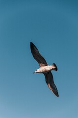 Majestic seagull glides through a clear, vibrant sky above a tranquil ocean shore