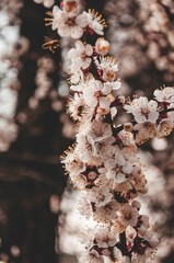 Vibrant tree with blossoming flowers illuminated by sun rays